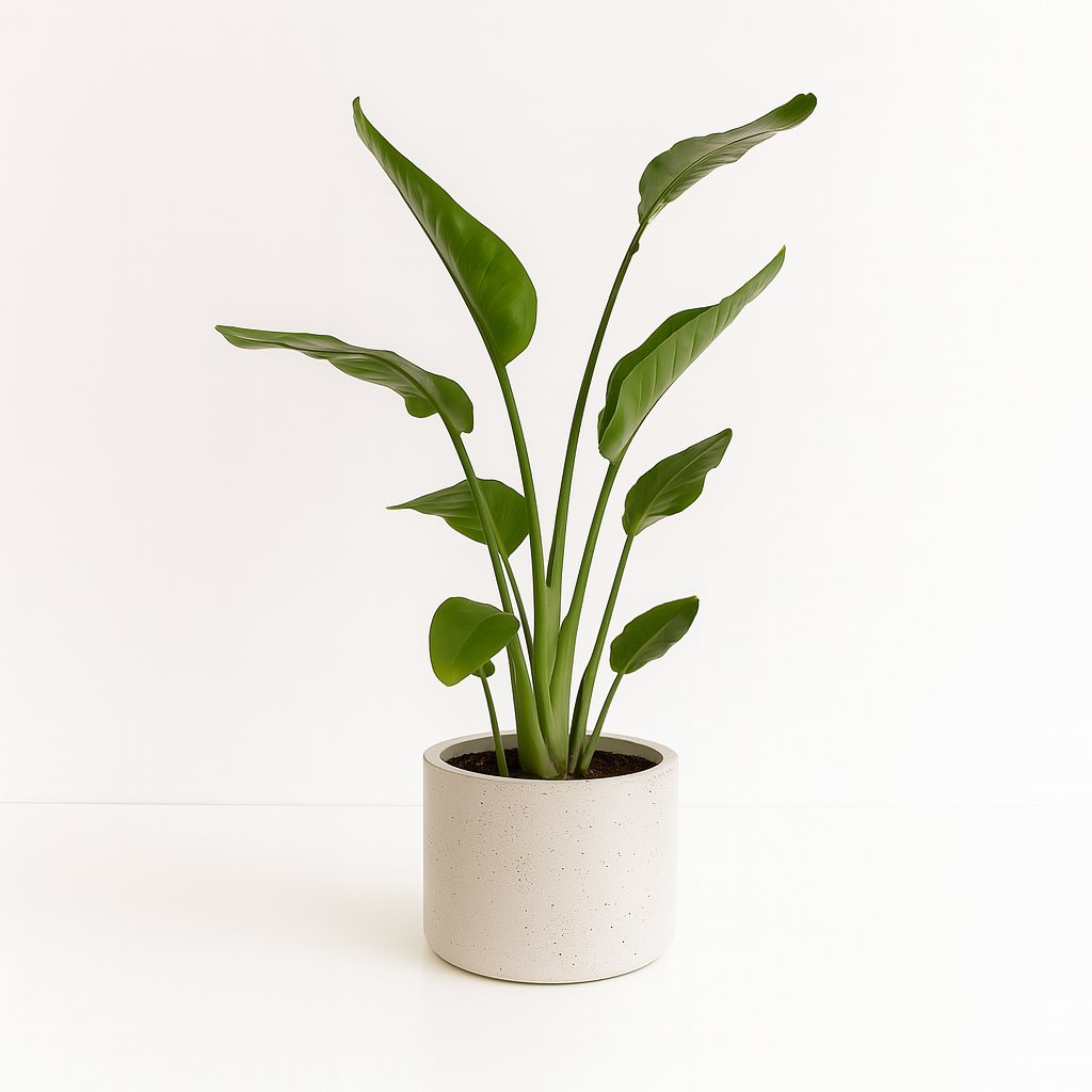 Strelitzia Nicolai - 60cm in einem modernen Studio mit modernem Topf