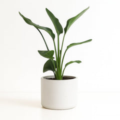 Strelitzia Nicolai - 65cm
