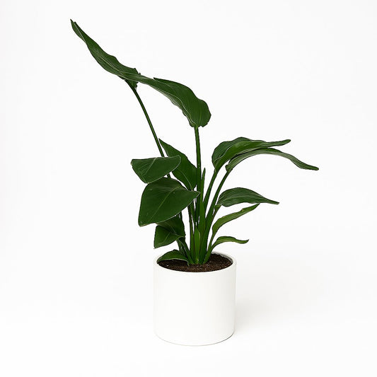 Strelitzia Nicolai - 65cm