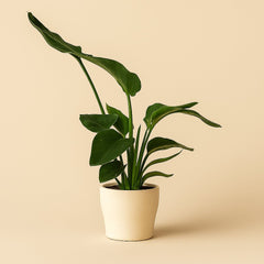 Strelitzia Nicolai - 65cm