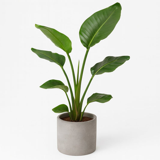 Strelitzia Nicolai - 70cm