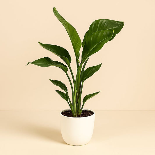 Strelitzia Nicolai - 70cm