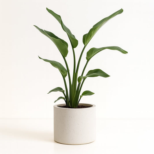 Strelitzia Nicolai - 70cm