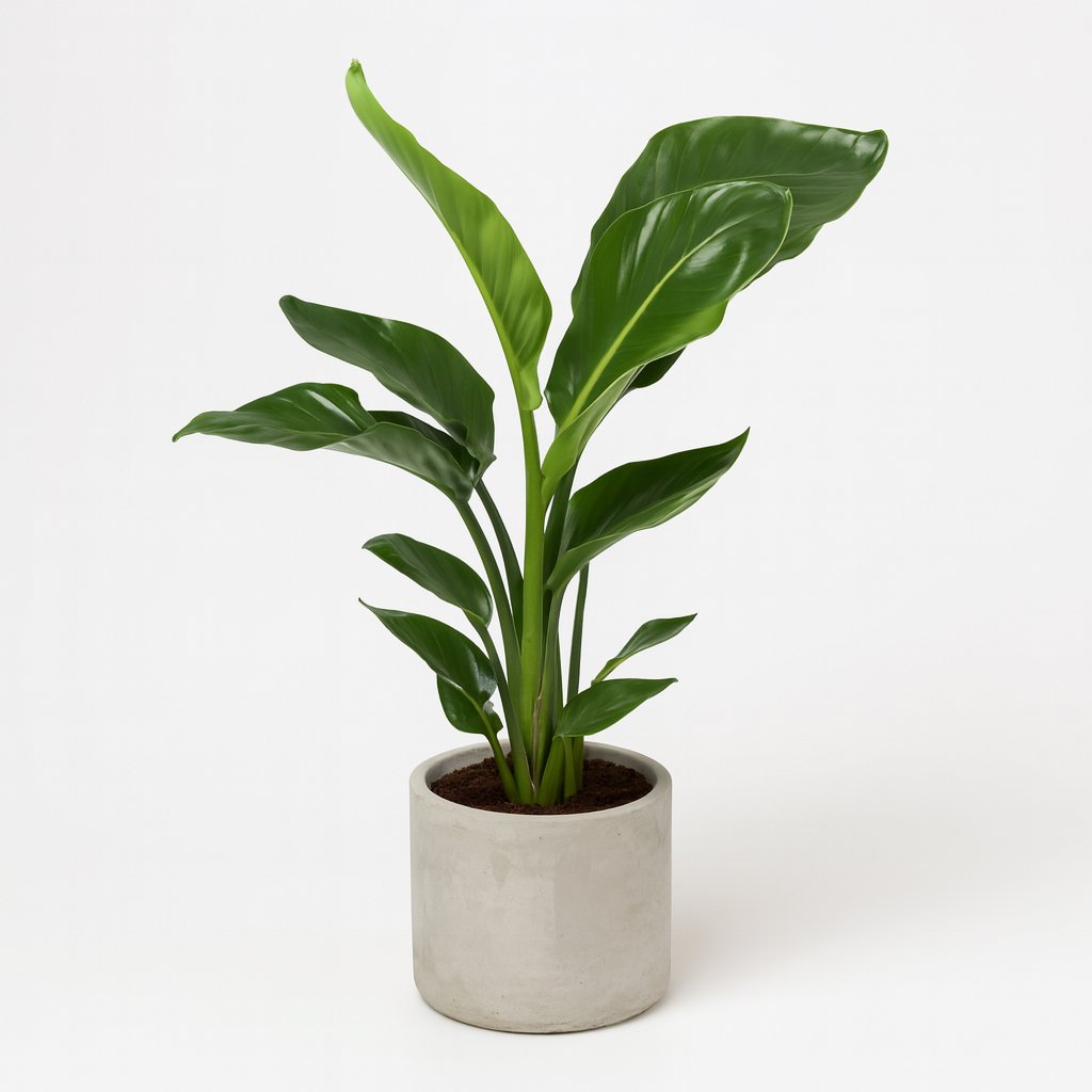 Strelitzia Nicolai - 70cm