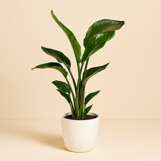 Strelitzia Nicolai - 70cm