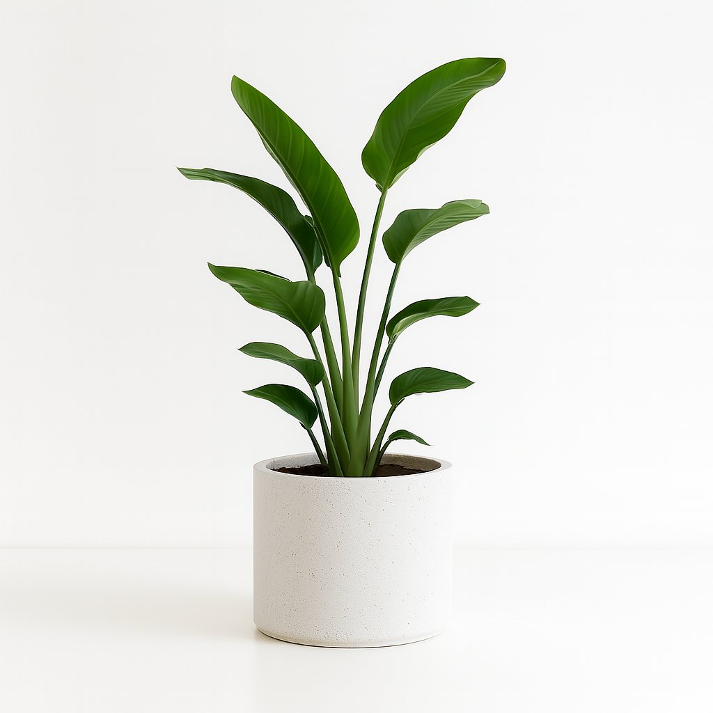 Strelitzia Nicolai - 80cm