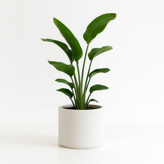 Strelitzia Nicolai - 80cm