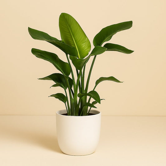Strelitzia Nicolai - 80cm