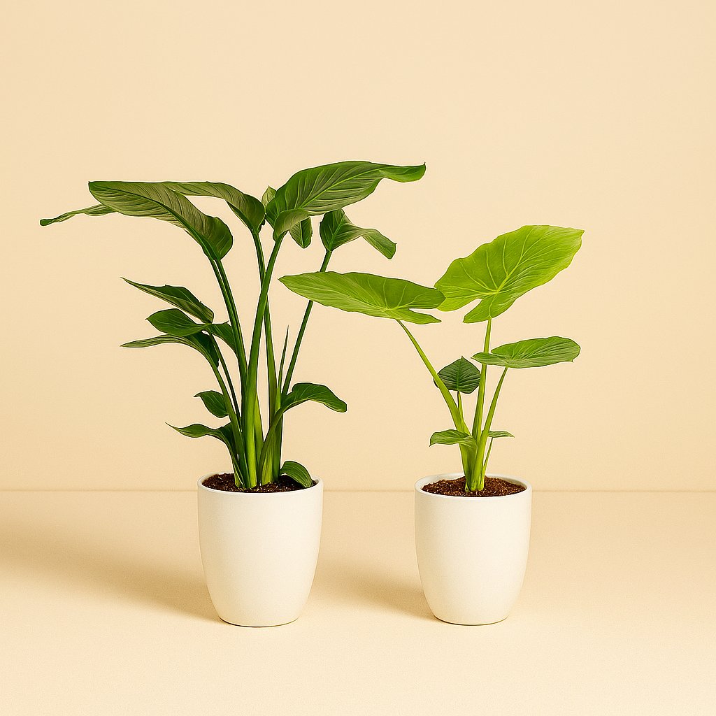 Strelitzia Nicolai - 85cm und Alocasia Macrorrhiza - 70cm
