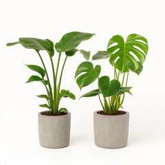 Strelitzia Nicolai - 85cm und Monstera Deliciosa - 75cm