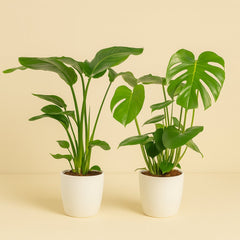 Strelitzia Nicolai - 85cm und Monstera Deliciosa - 75cm