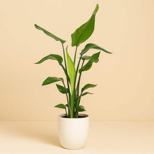 Strelitzia Nicolai - 90cm