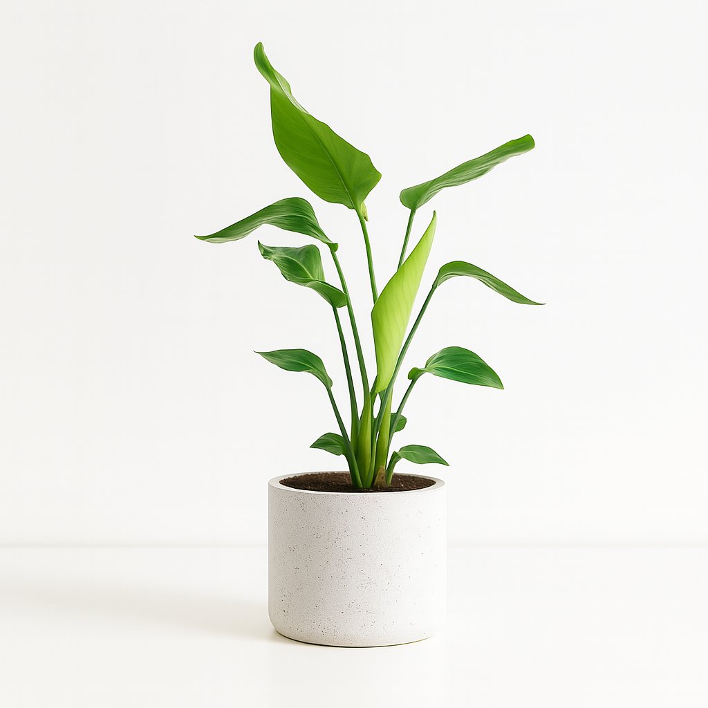 Strelitzia Nicolai - 90cm