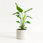 Strelitzia Nicolai 90cm im 19cm Topf