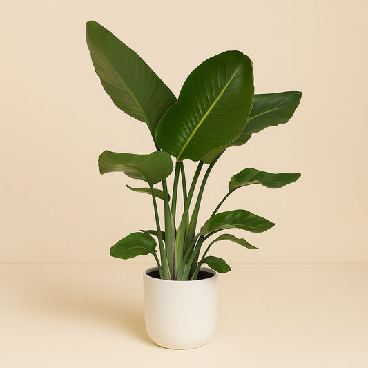 Strelitzia Nicolai - 90cm