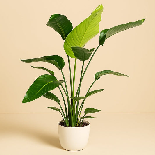 Strelitzia Nicolai - 90cm
