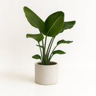 Strelitzia Nicolai - 95cm in einem modernen Studio mit modernem Topf