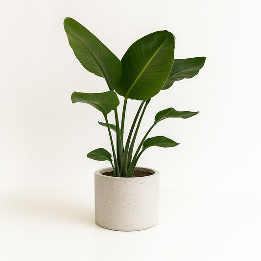 Strelitzia Nicolai - 95cm