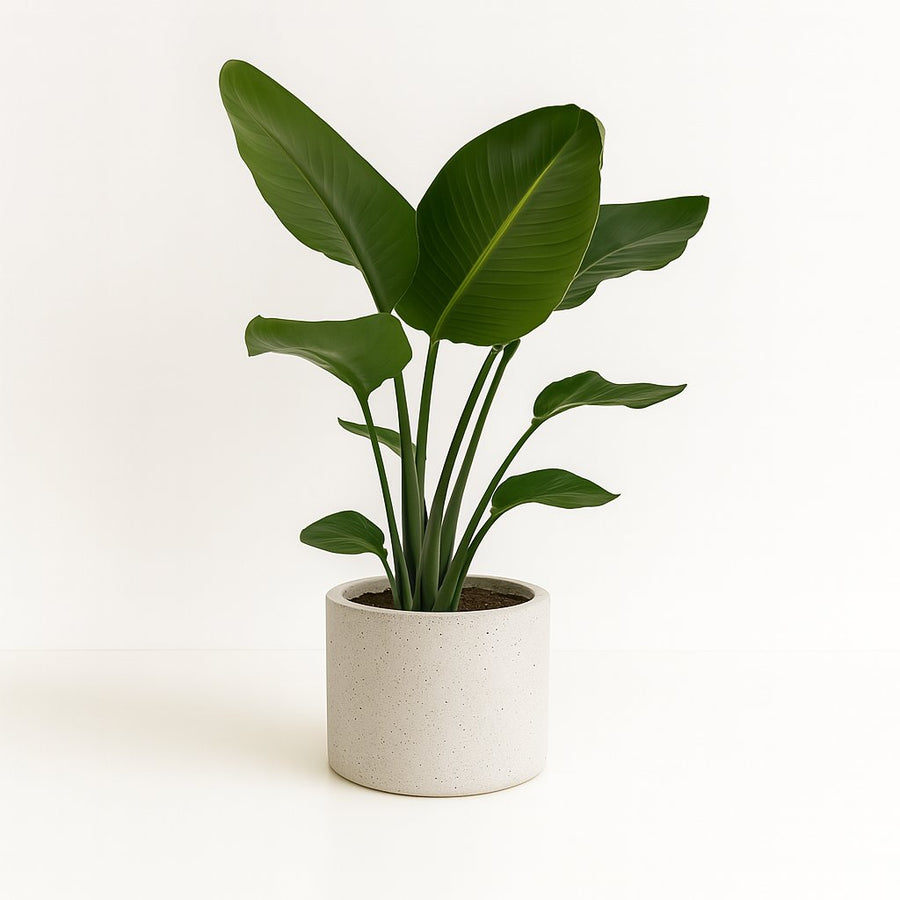 Strelitzia Nicolai - 95cm in einem modernen Studio mit modernem Topf