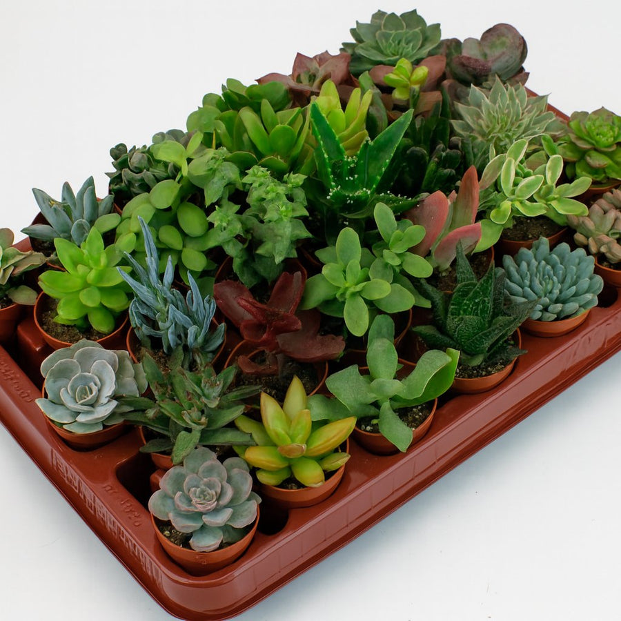 Sukkulenten Mix - 30 Stück - 7cm in einem modernen Studio mit modernem Topf