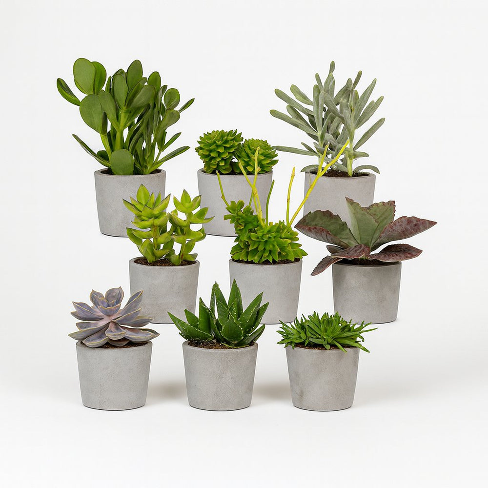 Sukkulenten Mix 9 Stck | Pflegeleicht & Robust  Florage.de