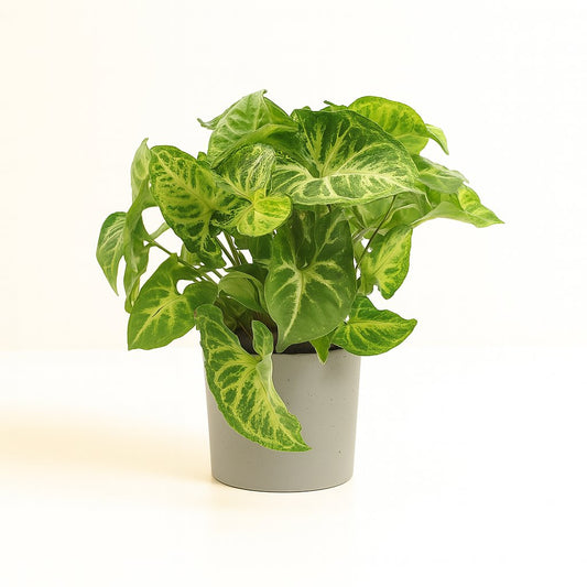 Syngonium Arrow - 25cm