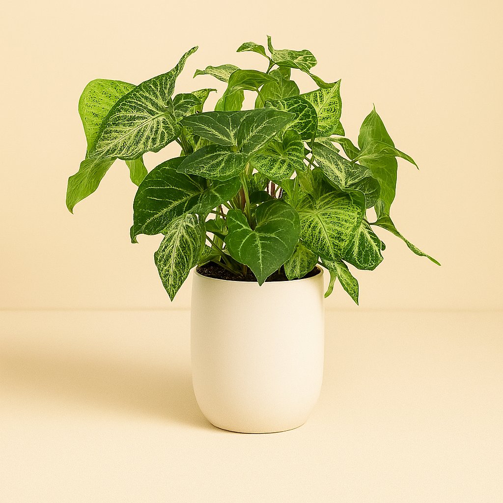 Syngonium Arrow Feel Green - 25cm