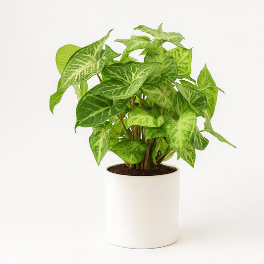 Syngonium Arrow Feel Green - 25cm