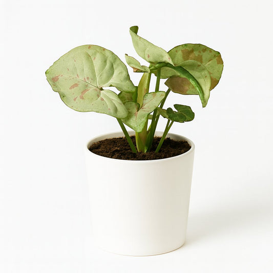 Syngonium Confetti - 15cm