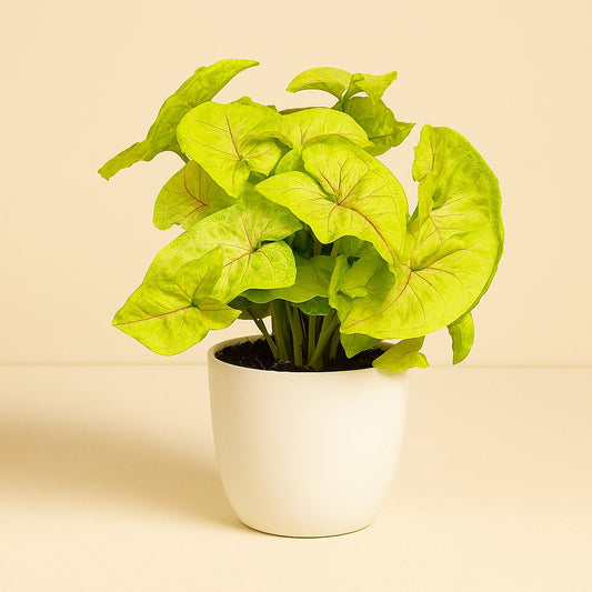 Syngonium Golden Feel Green - 30cm