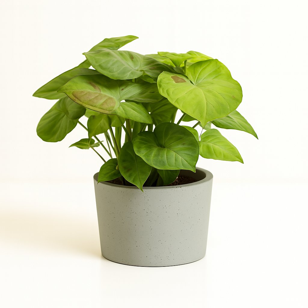 Syngonium Milk Confetti - 20cm