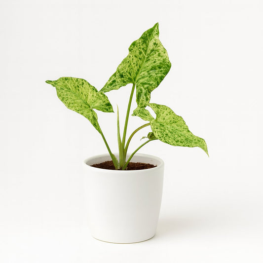 Syngonium Mottled - 15cm