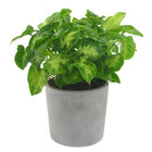 Syngonium Pixie - 20cm in einem modernen Studio mit modernem Topf