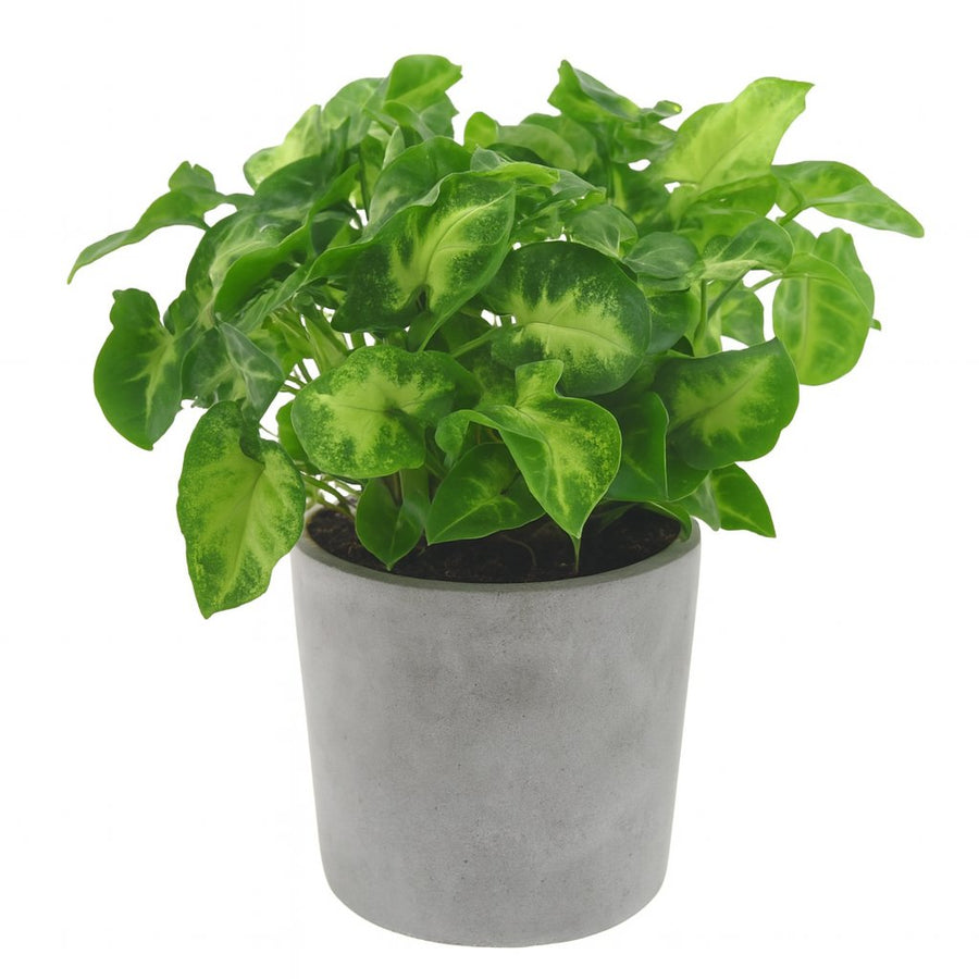 Syngonium Pixie - 20cm in einem modernen Studio mit modernem Topf