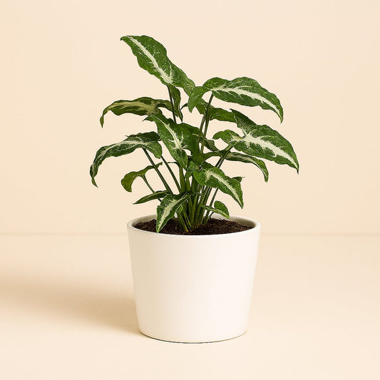 Syngonium Wendlandii - 25cm