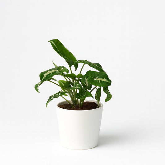 Syngonium Wendlandii - 25cm