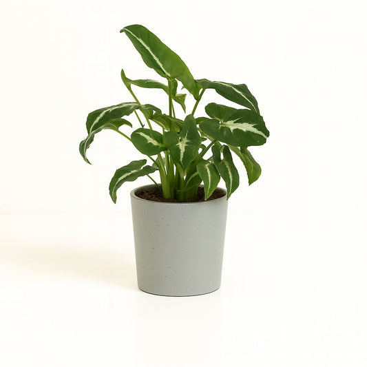 Syngonium Wendlandii - 25cm
