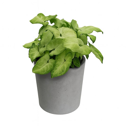 Syngonium White Butterfly - 25cm