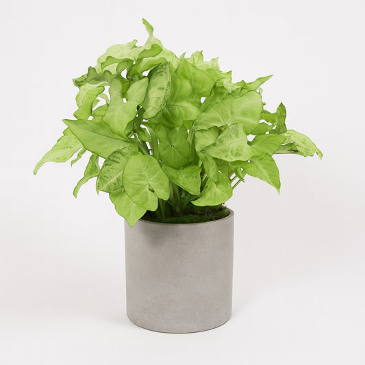 Syngonium White Butterfly Feel Green - 35cm