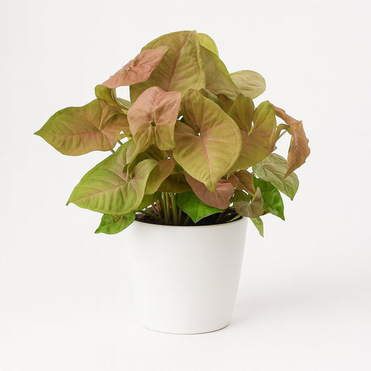 Syngonium Red Heart Feel Green - 30cm