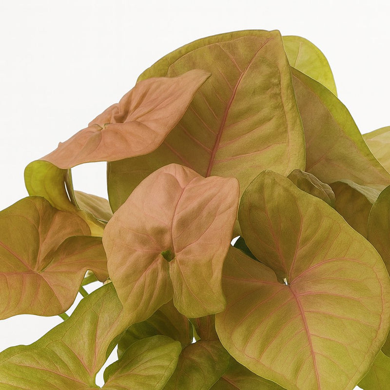 Syngonium Red Heart Feel Green - 30cm Detail