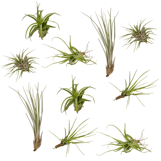 Tillandsia-Mix - 10 Stück - 6cm