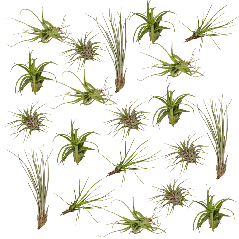Tillandsia-Mix (20 Stück) - 6cm in einem modernen Studio mit modernem Topf