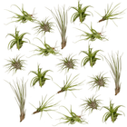 Tillandsia-Mix (20 Stück) - 6cm in einem modernen Studio mit modernem Topf