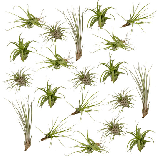 Tillandsia-Mix (20 Stück) - 6cm
