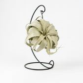 Tillandsia King Xero - 23cm in einem modernen Studio mit modernem Topf