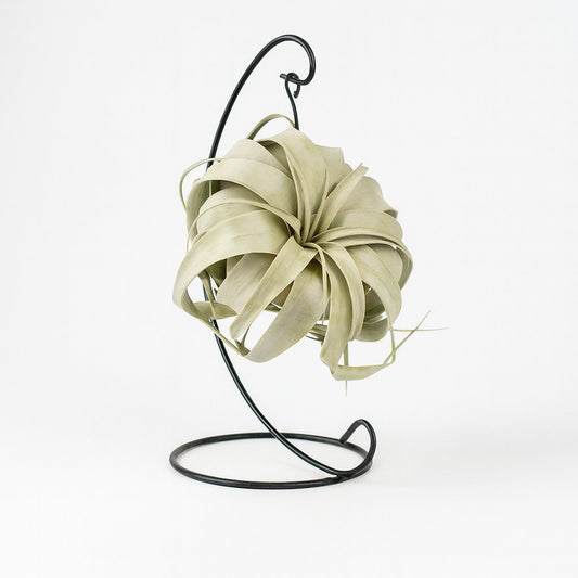 Tillandsia King Xero - 23cm