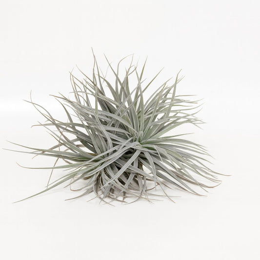Tillandsia Super Silver XL - 15cm