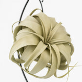 Tillandsia King Xero - 23cm