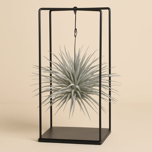 Tillandsia ionantha Abdita - 20cm